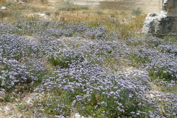 Notchleaf sea-lavender