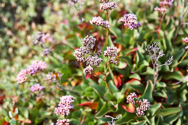 Marsh-rosemary