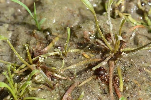 Mudwort