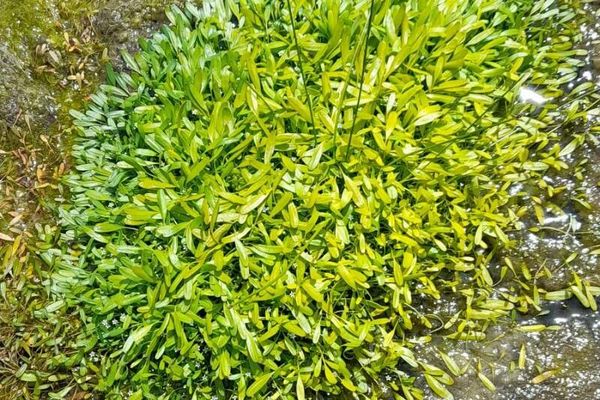 Welsh mudwort