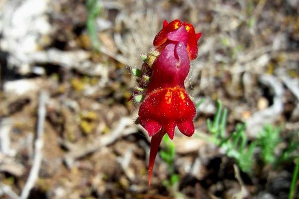 Roadside toadflax