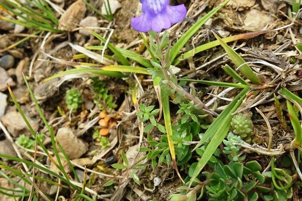 Alpine toadflax