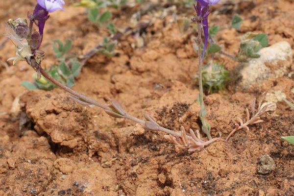 Linaria amethystea