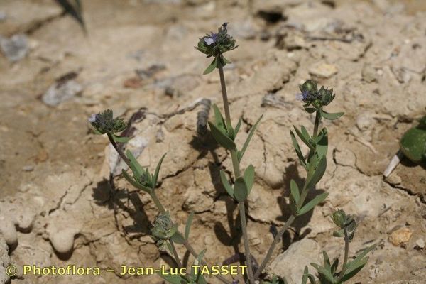 Corn toadflax