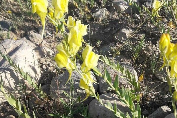 Balkan toadflax