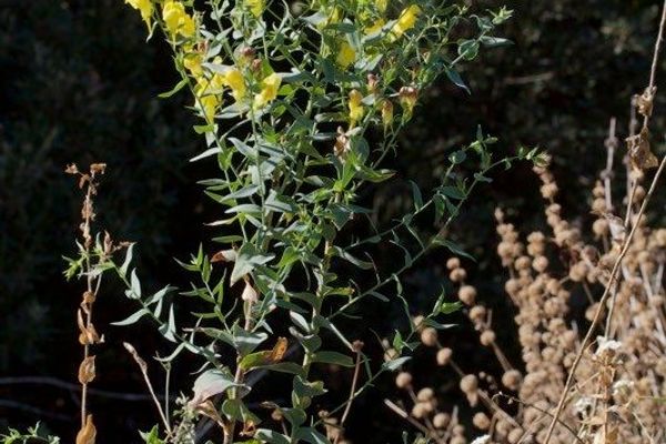 Broomleaf toadflax