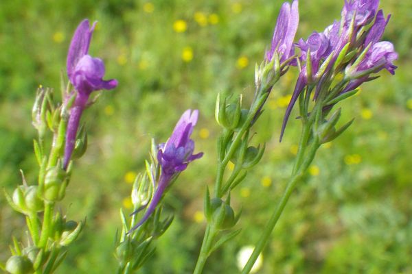 Jersey toadflax