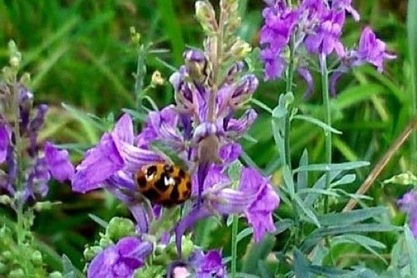 Purple toadflax