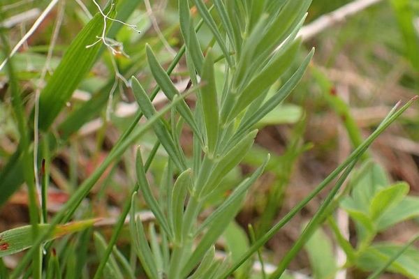 Striped toadflax