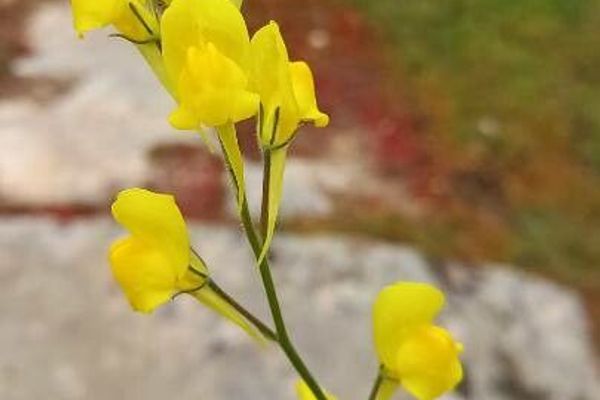 Ballast toadflax