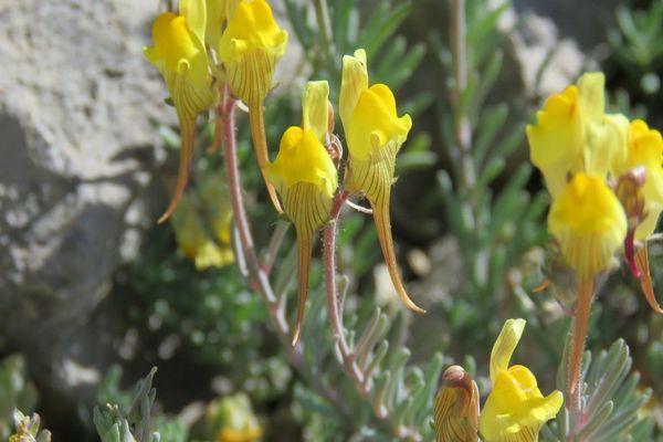 Prostrate toadflax