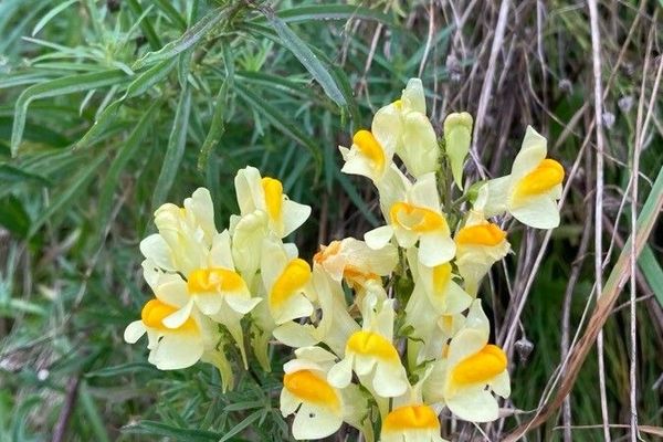 Toadflax