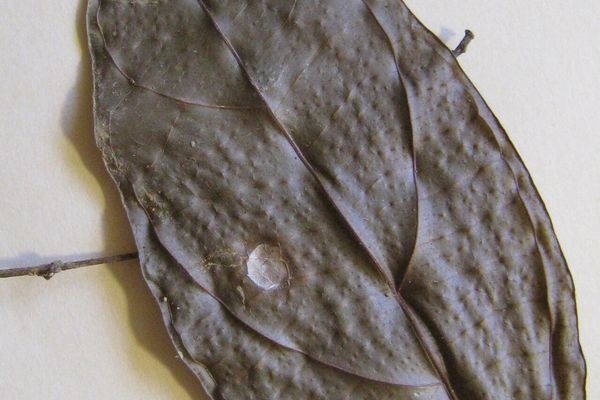 Lindackeria paludosa