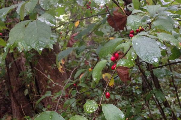 Wild allspice