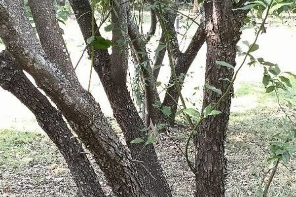 Lindera communis