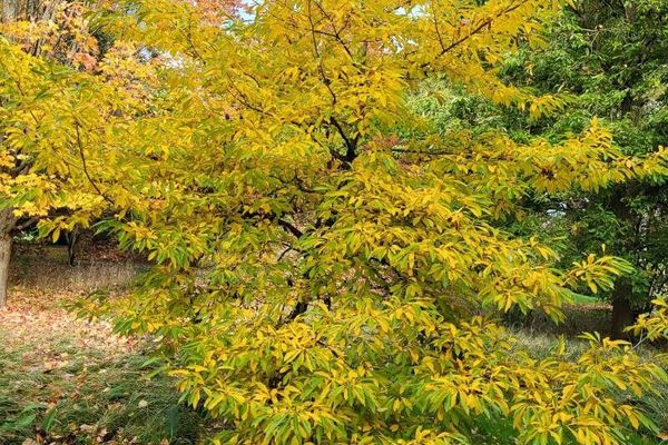Lindera erythrocarpa