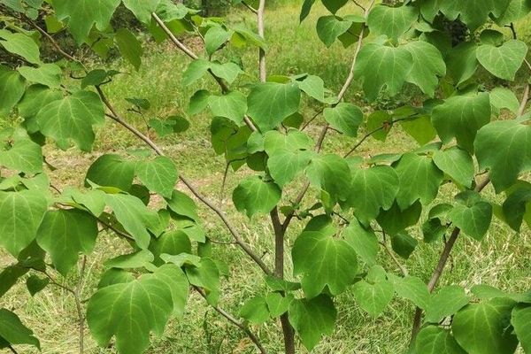 Lindera obtusiloba