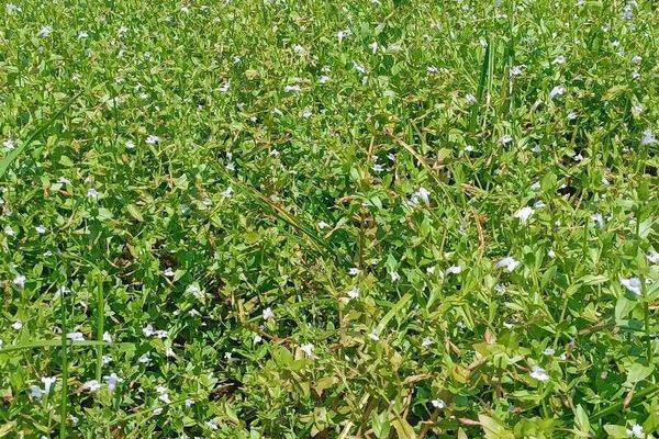 Moist-bank-pimpernel
