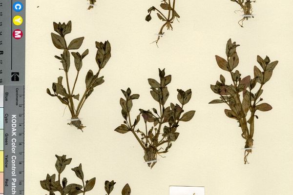 Prostrate false pimpernel