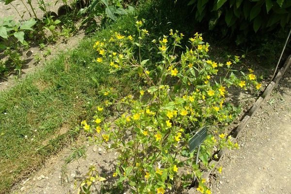 Texas yellowstar