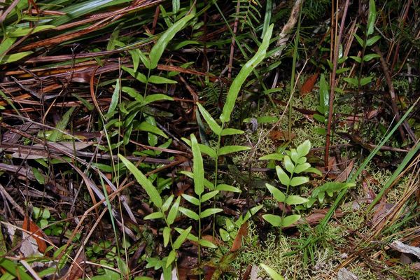 Graceful necklace fern