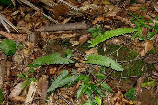 Woodland necklace fern