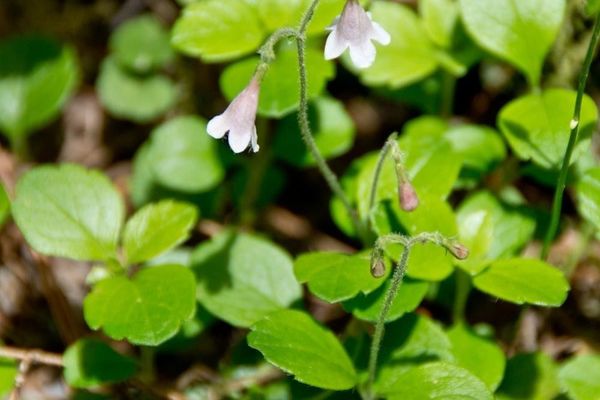 Twinflower