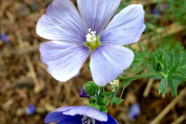 Linum alpinum