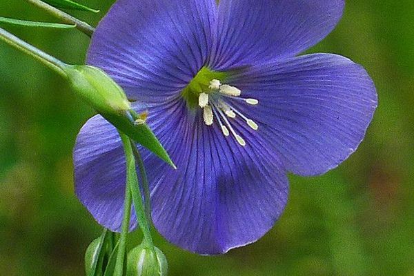 Asian flax