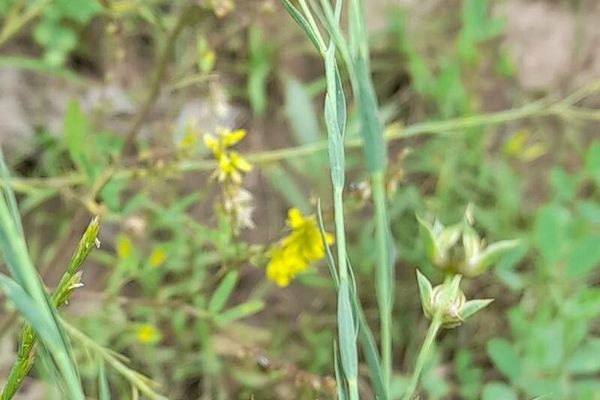 Pale flax