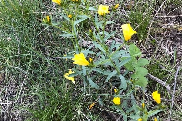 Linum campanulatum