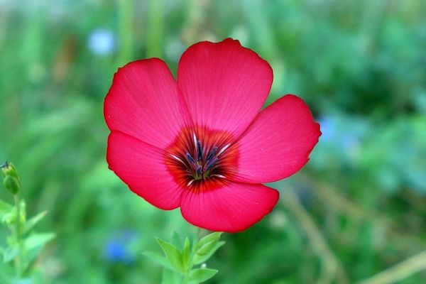 Crimson flax