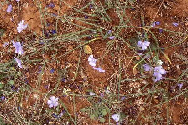 Linum leonii