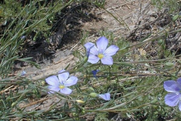 Lewis's flax
