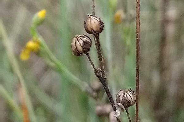 Linum maritimum