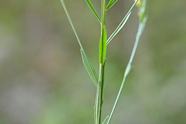 Stiff yellow flax