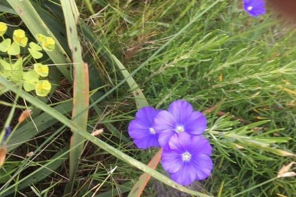 Flax