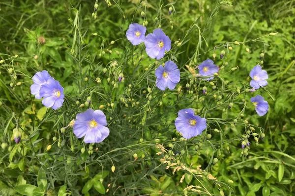Blue flax