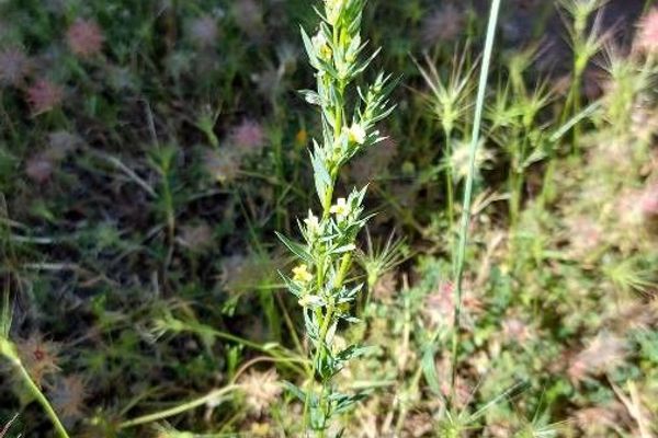 Upright flax