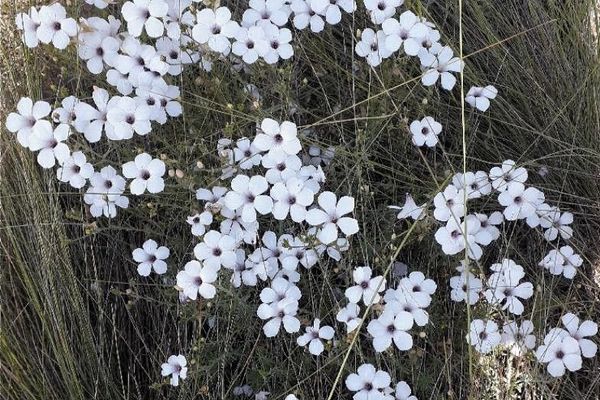 White flax