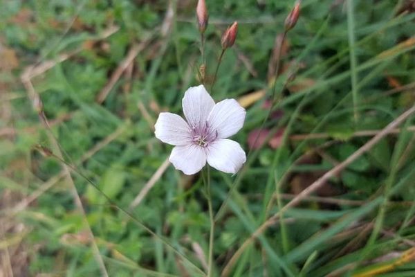 Linum tenuifolium
