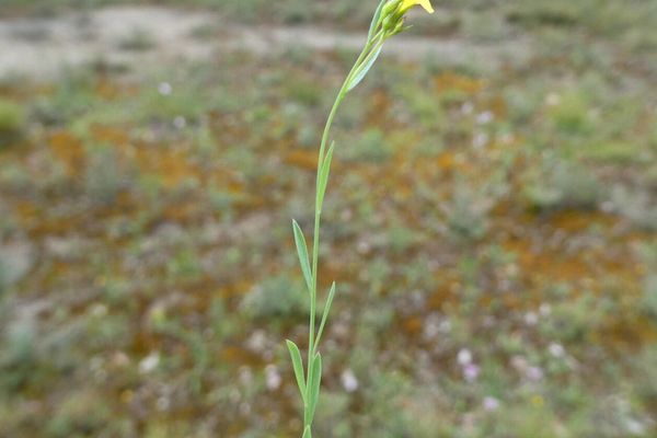 Slender yellow flax