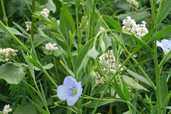 Linseed