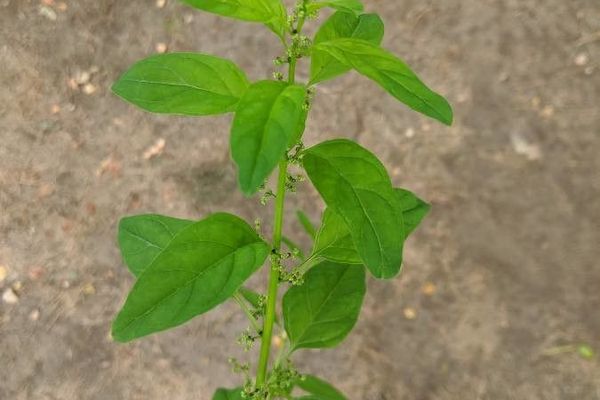 Manyseed goosefoot