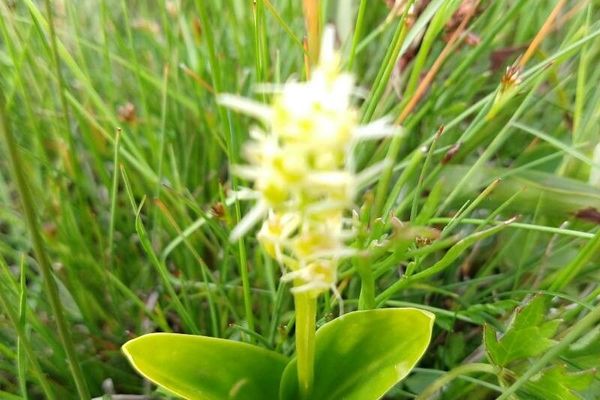 Loesel's twayblade