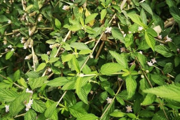 Bushy lippia