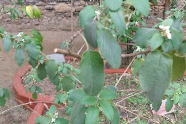 Scented lippia