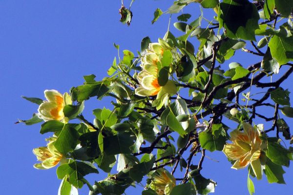 Tulip-poplar