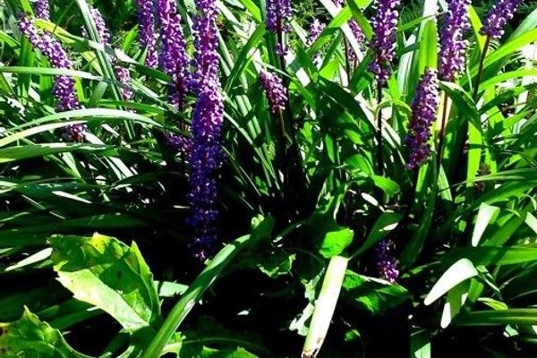 Big blue lilyturf
