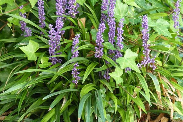 Creeping liriope